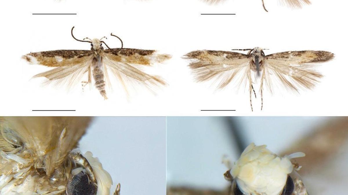 A newly discovered species of moth was named after President-elect Donald Trump. The California moth’s habitat is threatened by urbanization.