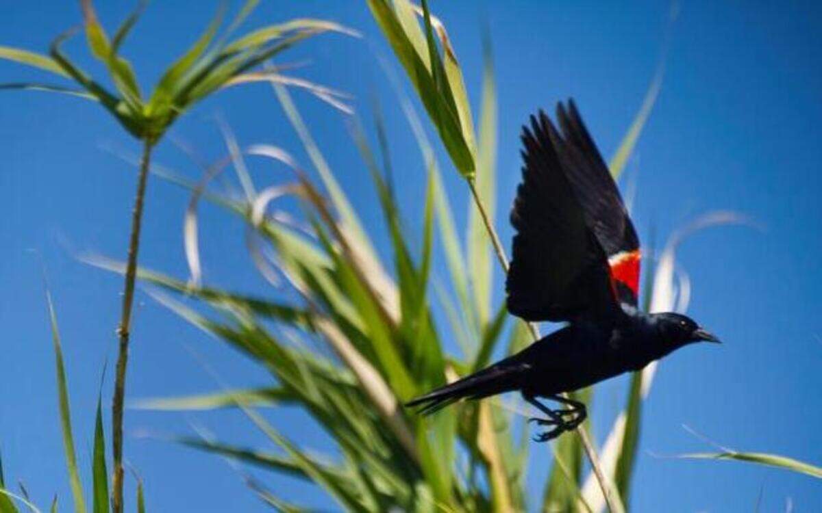 
A male tricolored blackbird takes flight on Don Bransford’s farm near Williams. A plunge in tricolored blackbird populations in the Central Valley has conservationists and dairy farmers working together in a plan that allows farmers to get federal dollars if they delay harvest of their grain crop to allow young blackbirds to leave the nests on their farmland. 
