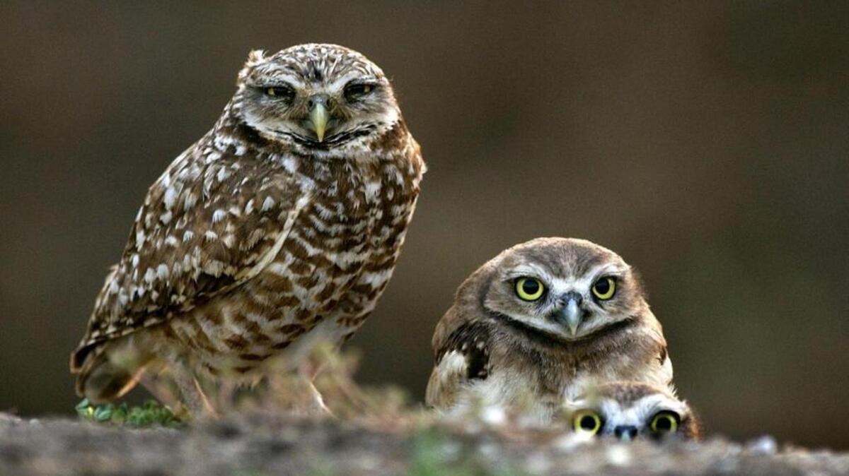 Burrowing owls, pictured in 2003 along Freeport Boulevard in Sacramento, are listed as a climate-endangered species whose habitat is being threatened.
