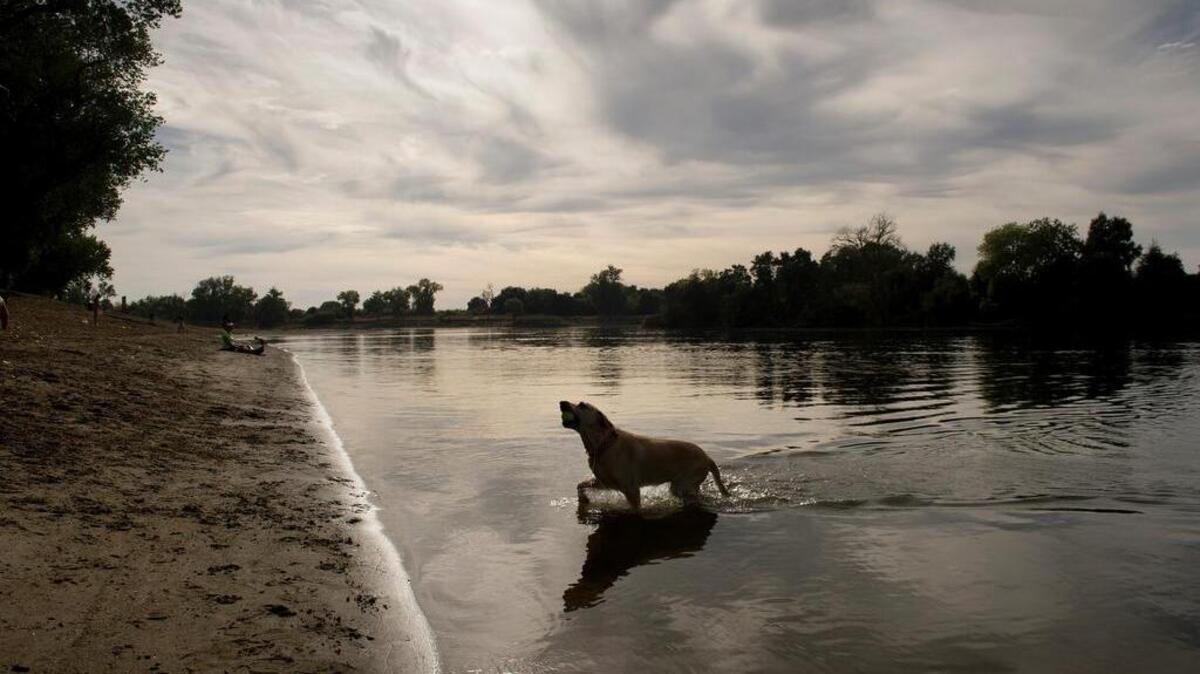 
Biscuit, a Labrador retriever, exits the river at Tiscornia Park after retrieving a ball on Thursday in Sacramento.
