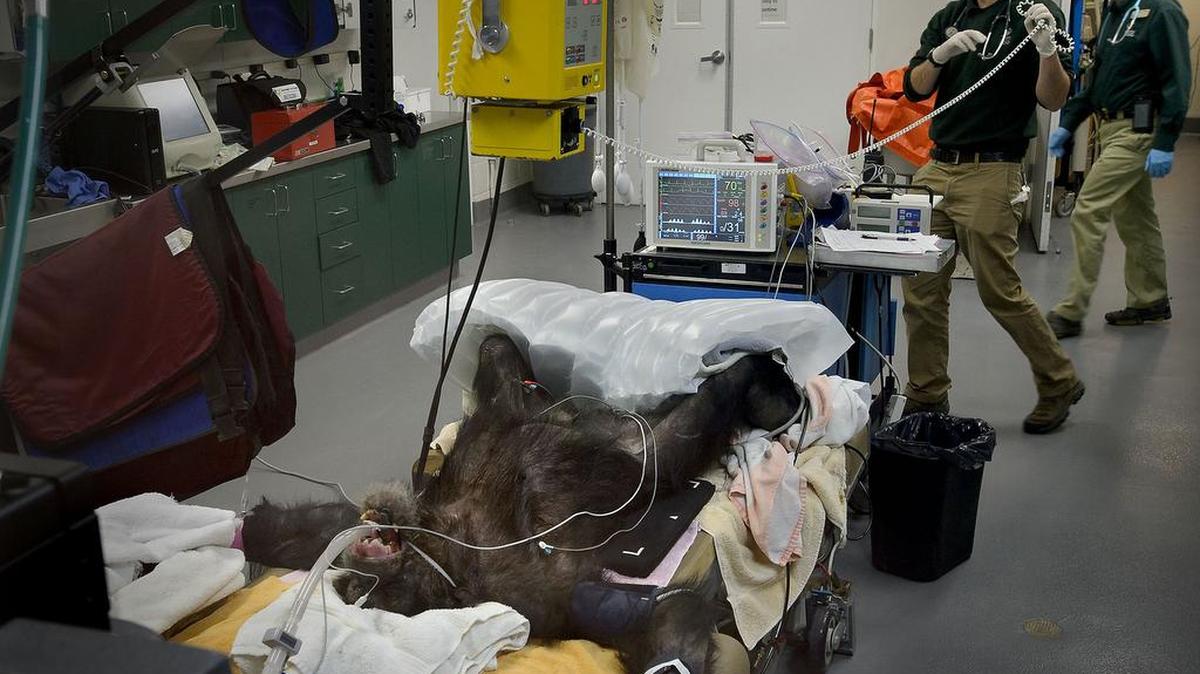 Sacramento Zoo and UC Davis veterinarians do a routine physical exam on Joey, a 53-year-old chimp, on Tuesday, Dec. 20, 2016.