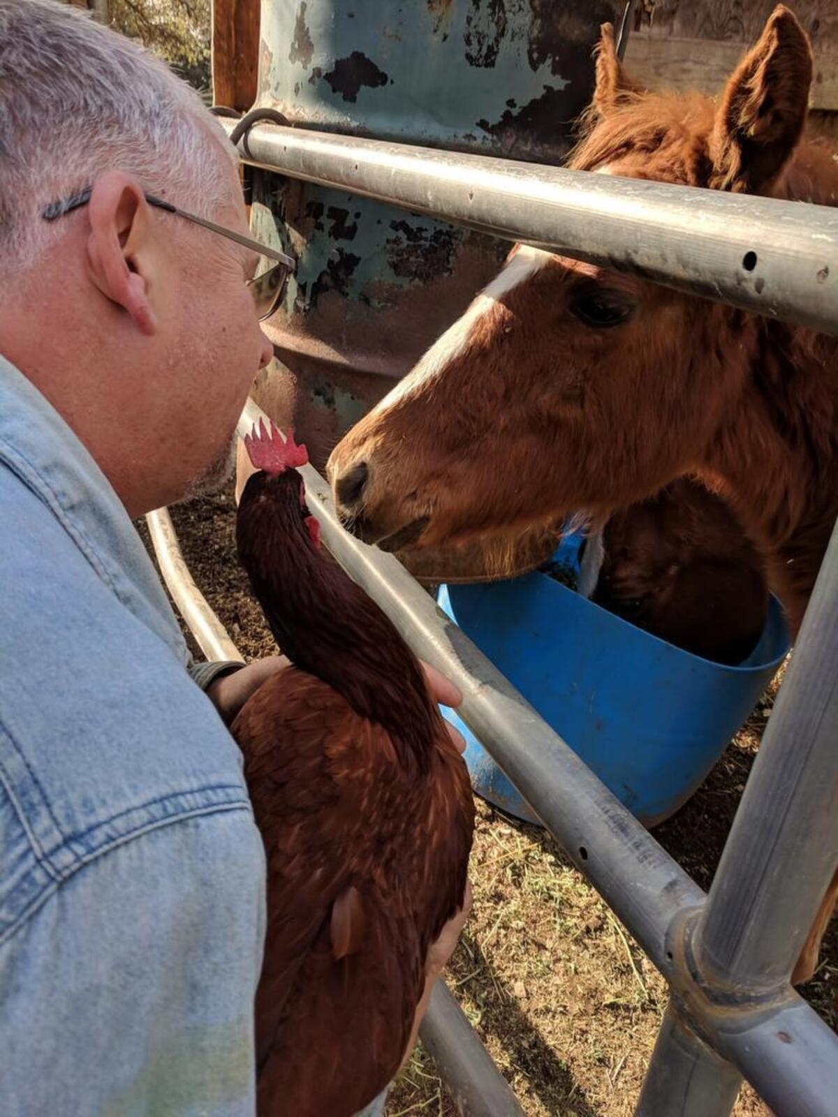 The filly meets a chicken.