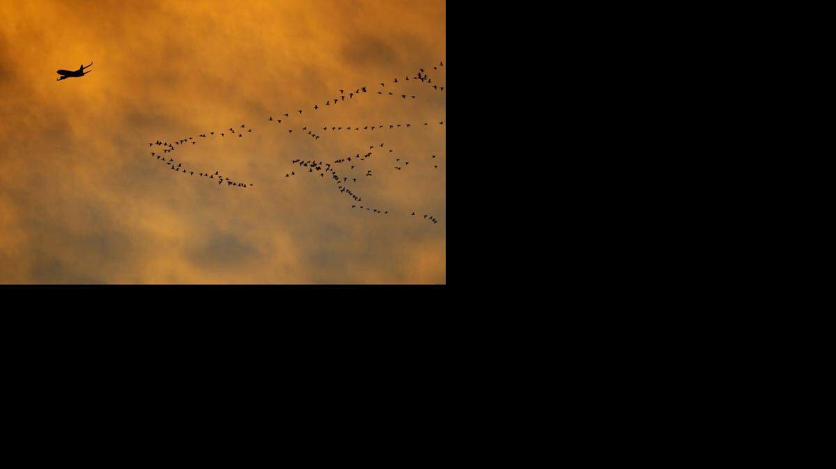 
A Southwest Boeing 737 jet leaves Sacramento International at sunset in February 2008, seemingly accompanied by migrating birds.
