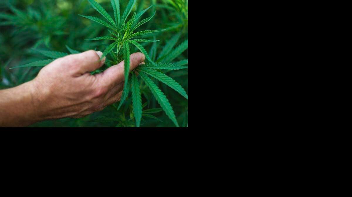 
Marijuana plants grow on a residential property in a vegetable garden in Lake County last August in Clear Lake. Lake County passed strict growing laws. Rancho Cordova on Tuesday passed a ban on growing pot outdoors and indoors when children live in the home. 
