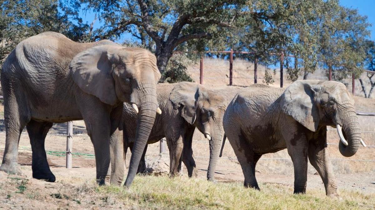 Sixteen years after it opened to accommodate elephants, tigers, bears and other animals rescued or retired from circuses and the exotic animal trade, the ARK sanctuary finally gone solar. It has begun using the power of the sun to fuel its hydraulic water pumps, gates, oversized refrigerators and freezers and staff offices.