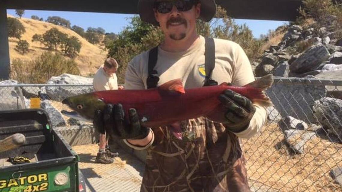 Sockeye salmon way off course found at Nimbus fish hatchery
