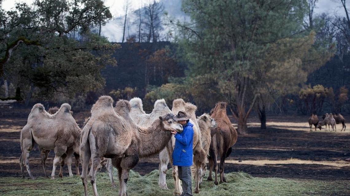 
Sacred Camel Gardens herdsman Stuart Camps comforts one of the 18 Bactrian camels that survived after the Valley fire burned through the 60-acre property on Sept. 12 in Middletown.
