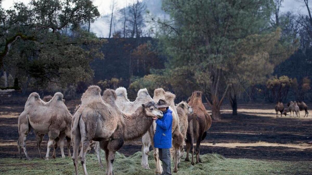 
Sacred Camel Gardens herdsman Stuart Camps comforts one of the 18 Bactrian camels that survived after the Valley fire burned through the 60-acre property on Sept. 12 in Middletown.
