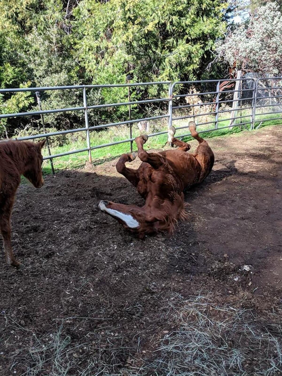 The mare rolls in the dirt upon coming “home” to the rescue.