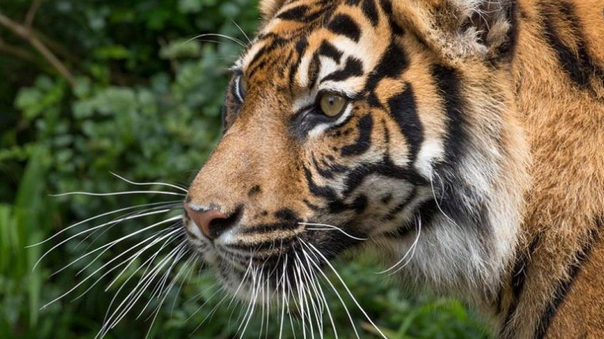 Jillian, a 4-year-old Sumatran tiger, is a new addition to the Sacramento Zoo.