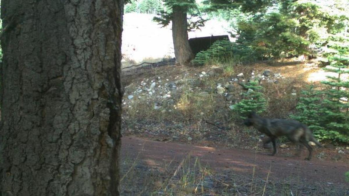 
State wildlife officials have collected evidence that suggests a new wolf has traveled into Siskiyou County. 
