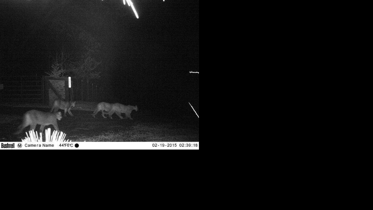 
A motion-activated camera captured four mountain lions on Tami and Bob Sutton’s property in Georgetown. The cougars are believed to be a mother and three offspring.
