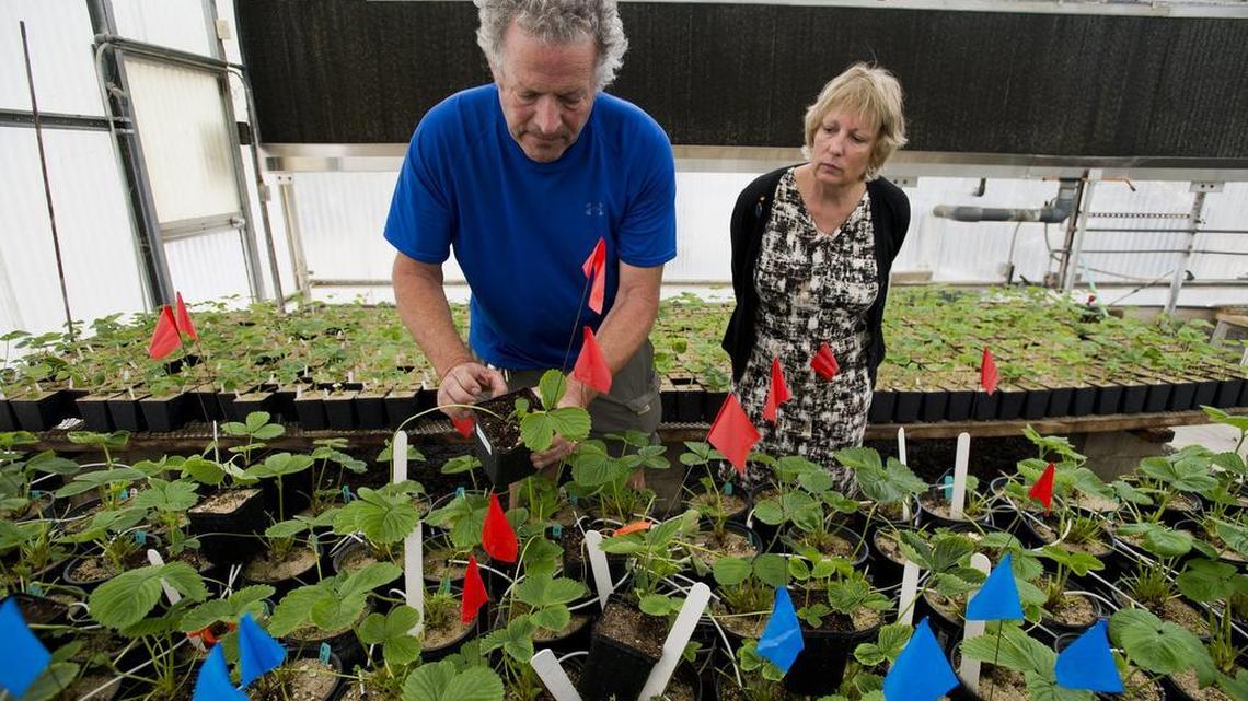 Mary Delany, associate dean at the UC Davis College of Agricultural and Environmental Sciences, examines strawberry plants with greenhouse manager Garry Pearson. UC Davis just settled a bitter lawsuit with two former strawberry plant breeders.