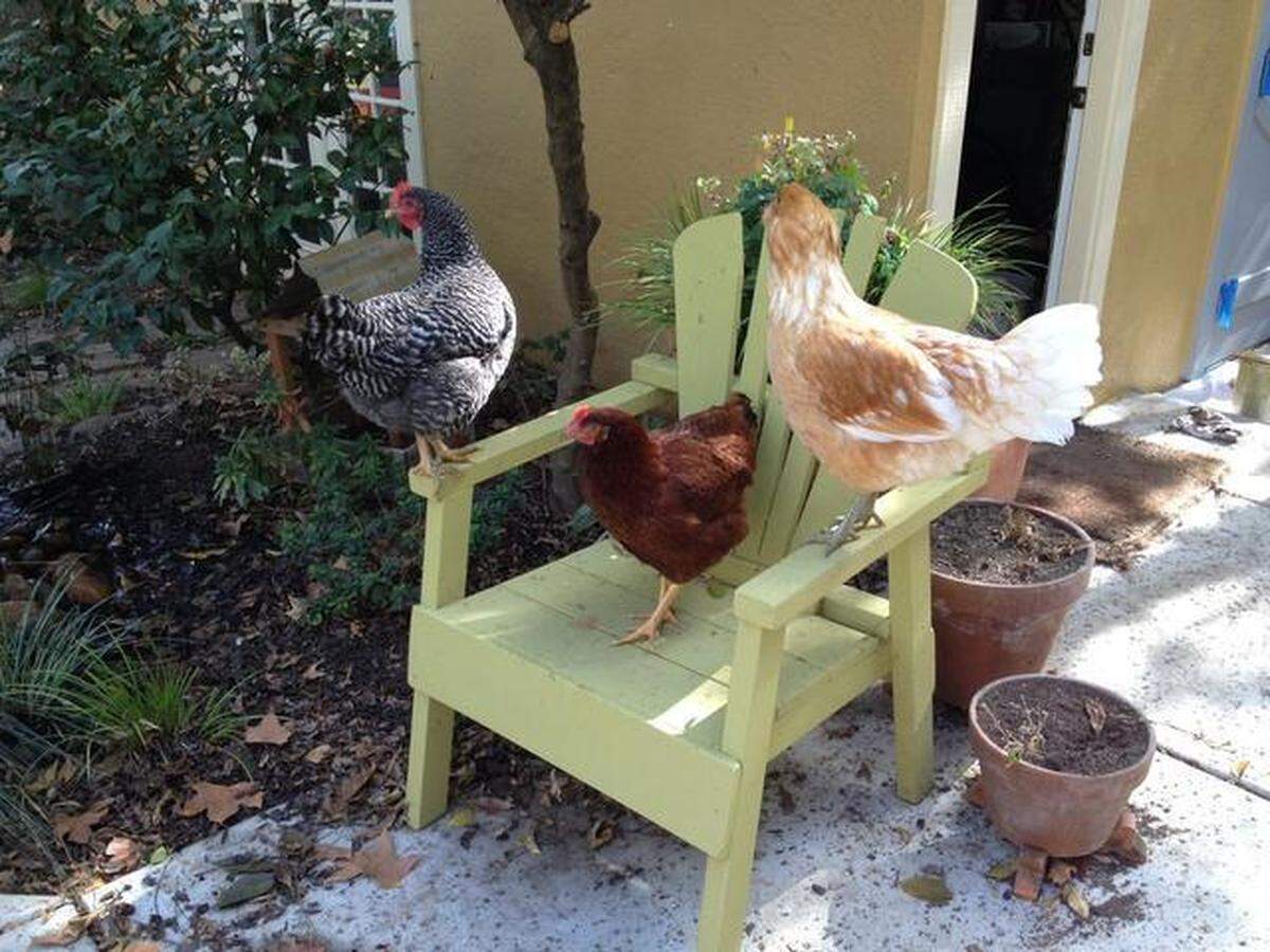 Hens are&nbsp;allowed on residentially zoned properties in the unincorporated areas of Stanislaus County.