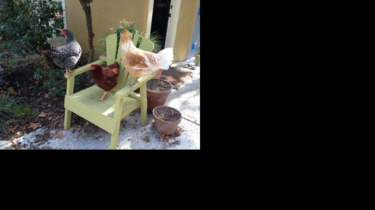 
Backyard chickens are at risk of two deadly strains of bird flu, and owners are urged to take extra steps to prevent them from catching the disease. 

