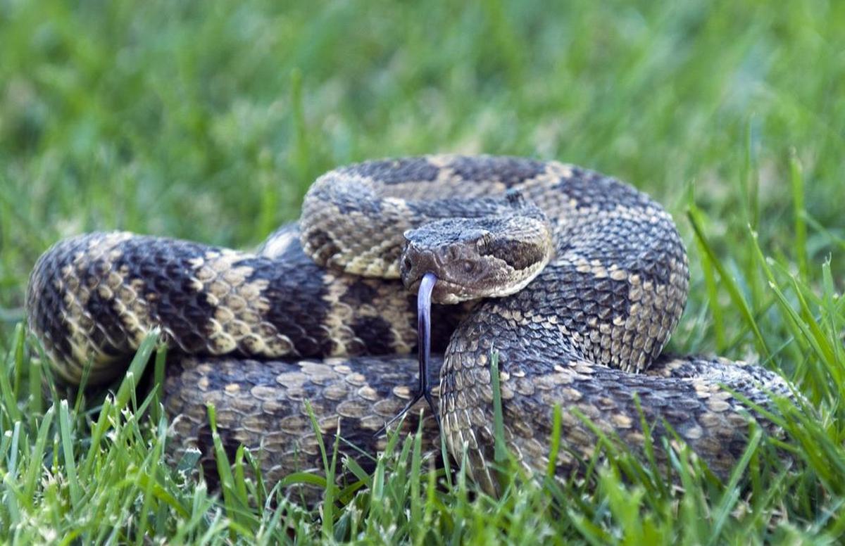 Rattlesnake is also known as a diamondback.