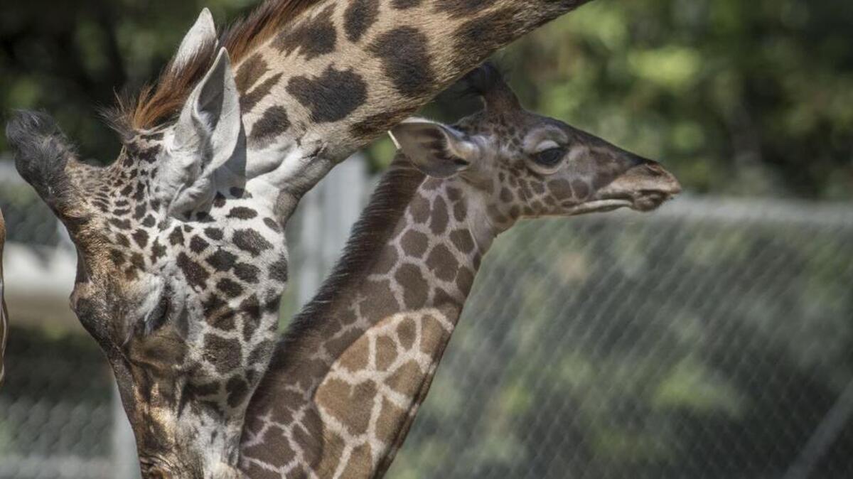 Shani the giraffe nuzzles her baby, Rocket, who was born at the Sacramento Zoo in 2016. Shani will welcome a new calf in the summer of 2022.