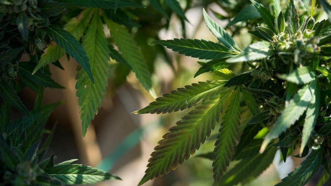 A marijuana crop in Grass Valley on Thursday, November 12, 2015.