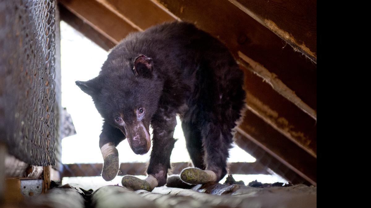 Cinder the bear, shown in August, was badly burned and treated at a Lake Tahoe center before a transfer to Idaho.