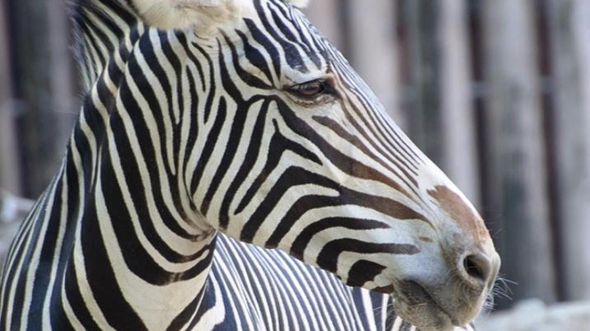 Akina, a Grevy’s zebra at the Sacramento Zoo, died Thursday following an apparent bout with colic.