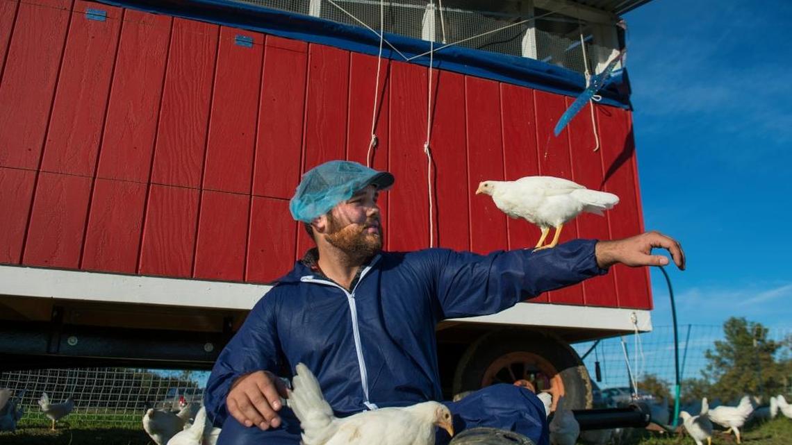 Mitchell McCarthy, a UC Davis agricultural and biological systems engineering student, holds a young layer chicken on his arm in front of the portable coop dubbed “the Eggmobile” at UC Davis. McCarthy helped design and build the coop at the UC Davis Pastured Poultry Farm.