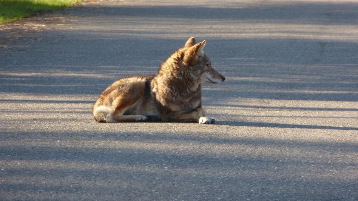 A photograph taken by Douglas Lewis shows a coyote hanging around the Negro Bar area near Lake Natoma. The coyote had been living in the area for at least four years and had never seemed threatening, Lewis said. A U.S. Department of Agriculture employee shot and killed the coyote on Dec. 22. Rich Preston, superintendent of the recreation area, said rangers found the coyote hanging around the parking lot in the Negro Bar area, unfazed by humans and vehicles.