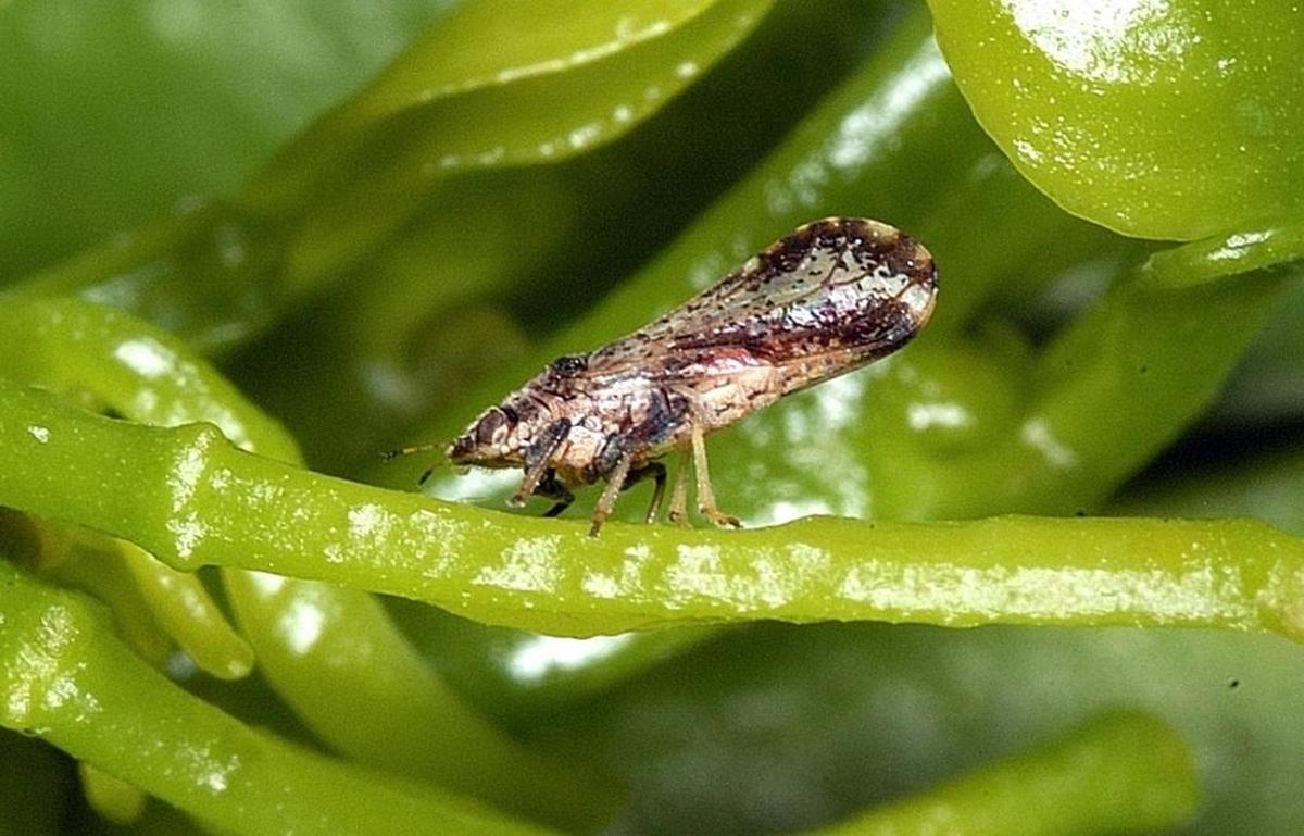 This file photo shows an Asian citrus psyllid (Diaphorina citri), an insect about one-eighth of an inch long. The pest can spread bacteria which kills citrus trees and has decimated the citrus industry in Florida and other parts of the world.