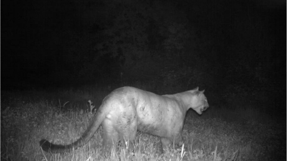 A wildlife camera photo of a mountain lion in the Butte Sink Wildlife Management Area near Colusa as part of a Department of Fish and Wildlife survey.
