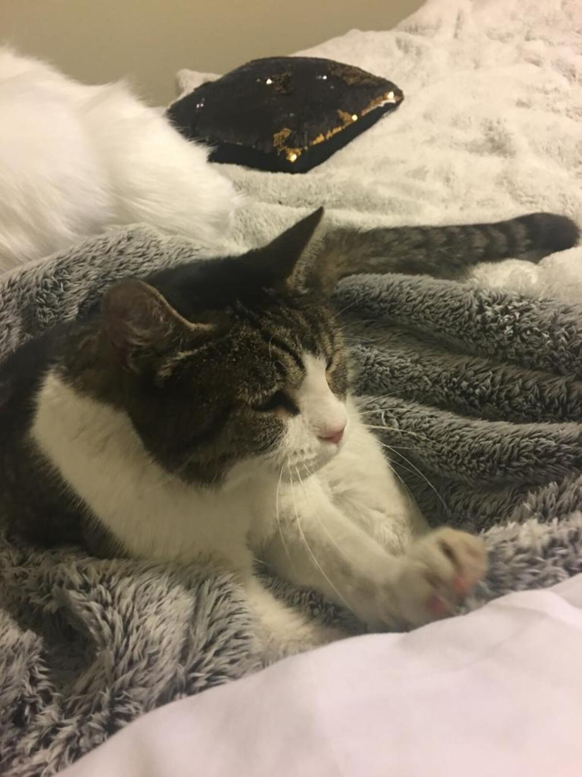 Thomas the cat is back with his family after they thought they’d lost him to the fire.
