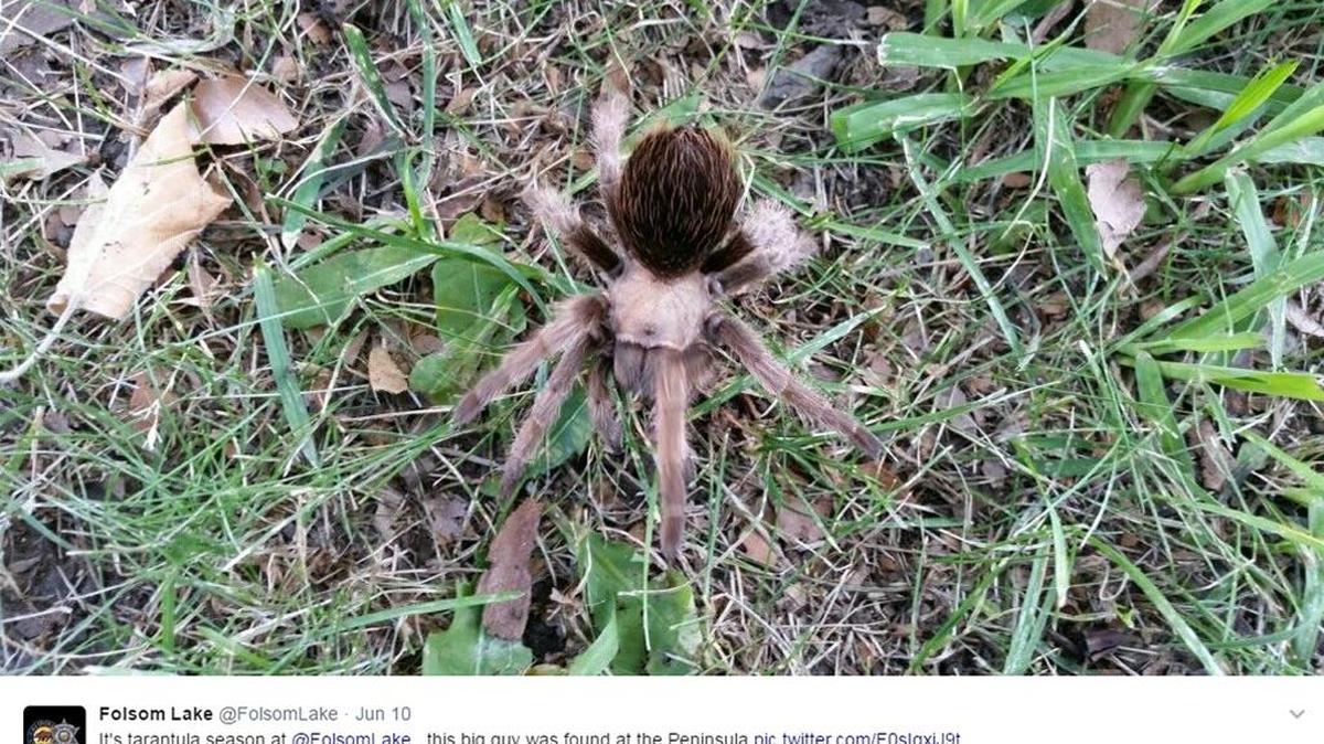 In this image from Folsom Lake State Recreation Area, a tarantula is pictured at the Peninsula.