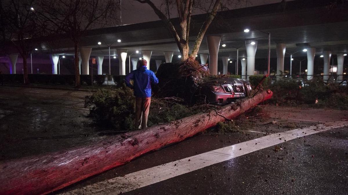 Larry Reel was driving to dinner with his wife and son when a tree fell on their car at 19th and X streets on Wednesday, Jan. 18, 2017, in Sacramento, Calif. Their vehicle was driving at normal speed when the tree stopped them immediately. They escaped from the car unharmed.