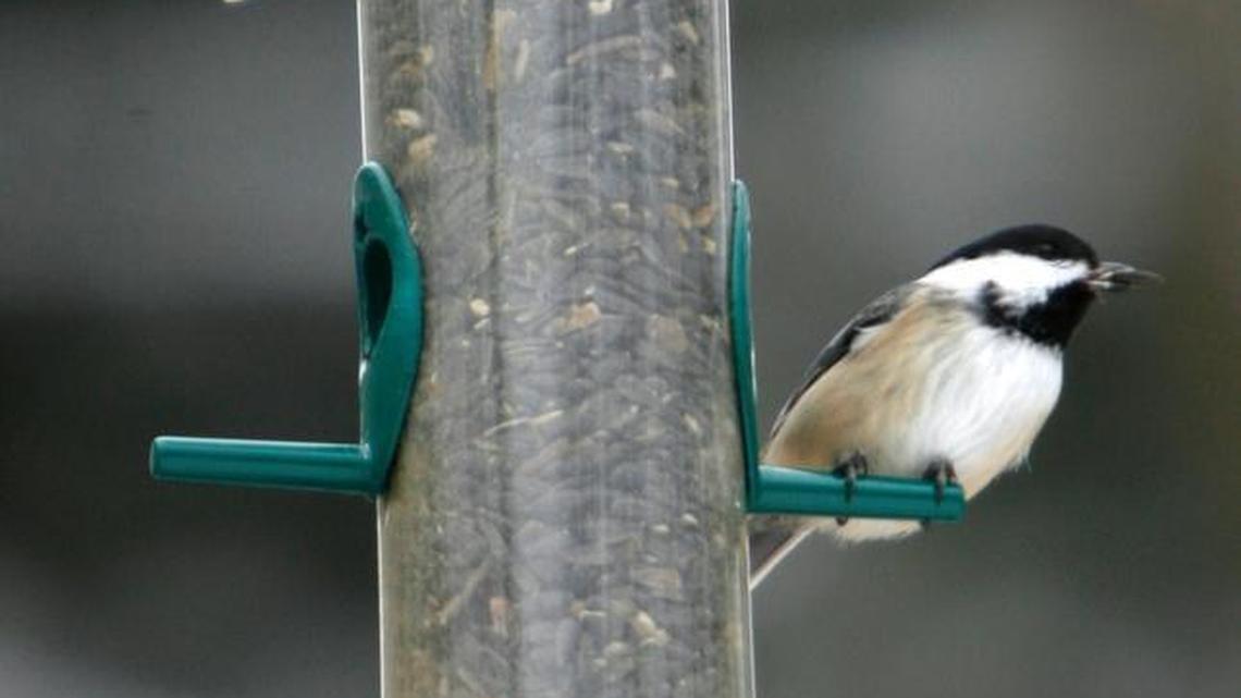 From top, a Pine Siskin, American goldfinch and Black-capped chickadee sit on a feeder in Fayston, Vt.