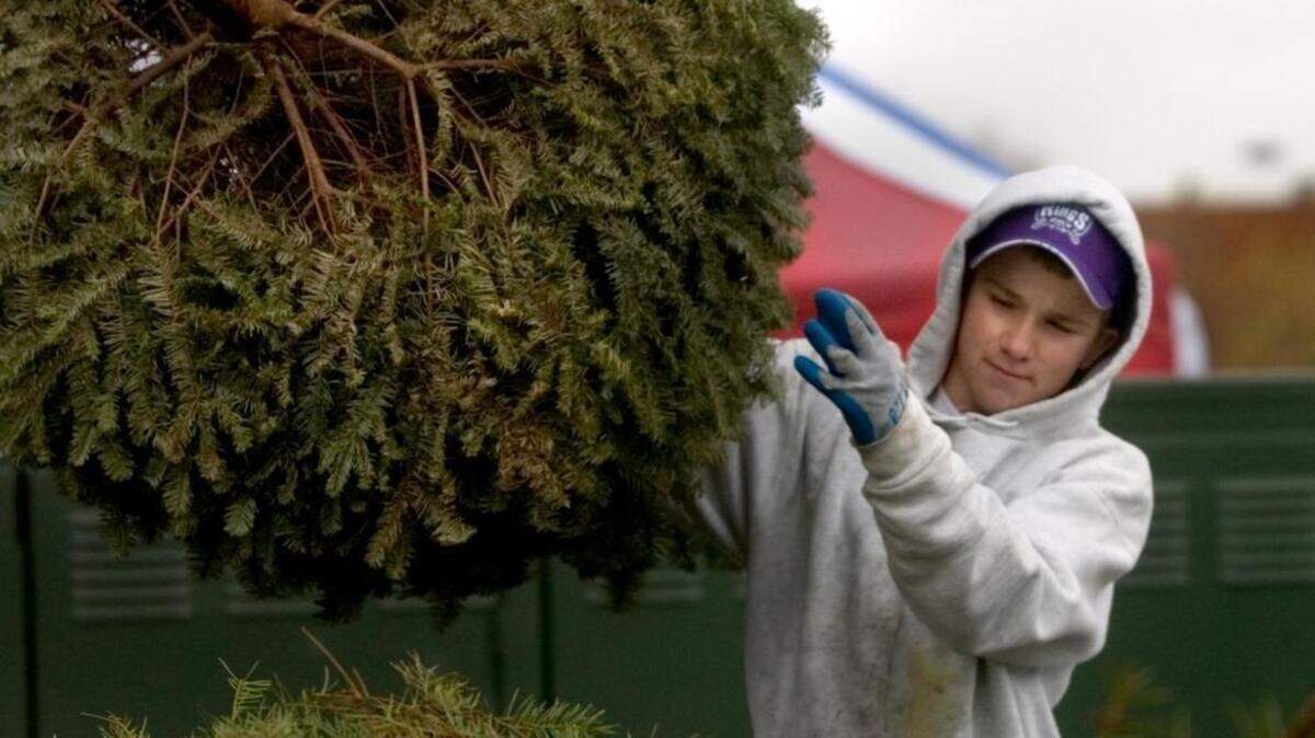 Here’s what you need to know about the recycling centers accepting holiday trees, how to prep your tree for curbside pickup and unique ways to reuse your tree for the new year.
