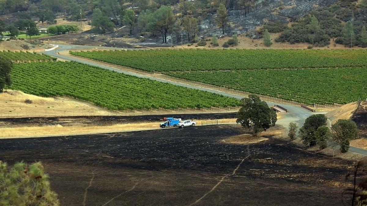 
Valley fire flames burned to the edge of grapes at the Langtry Estate, seen Monday Sept. 14, in Butts Canyon near Middletown.
