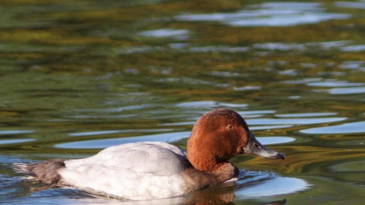 Common Pochard in Hyde Park, London England. August 2014.