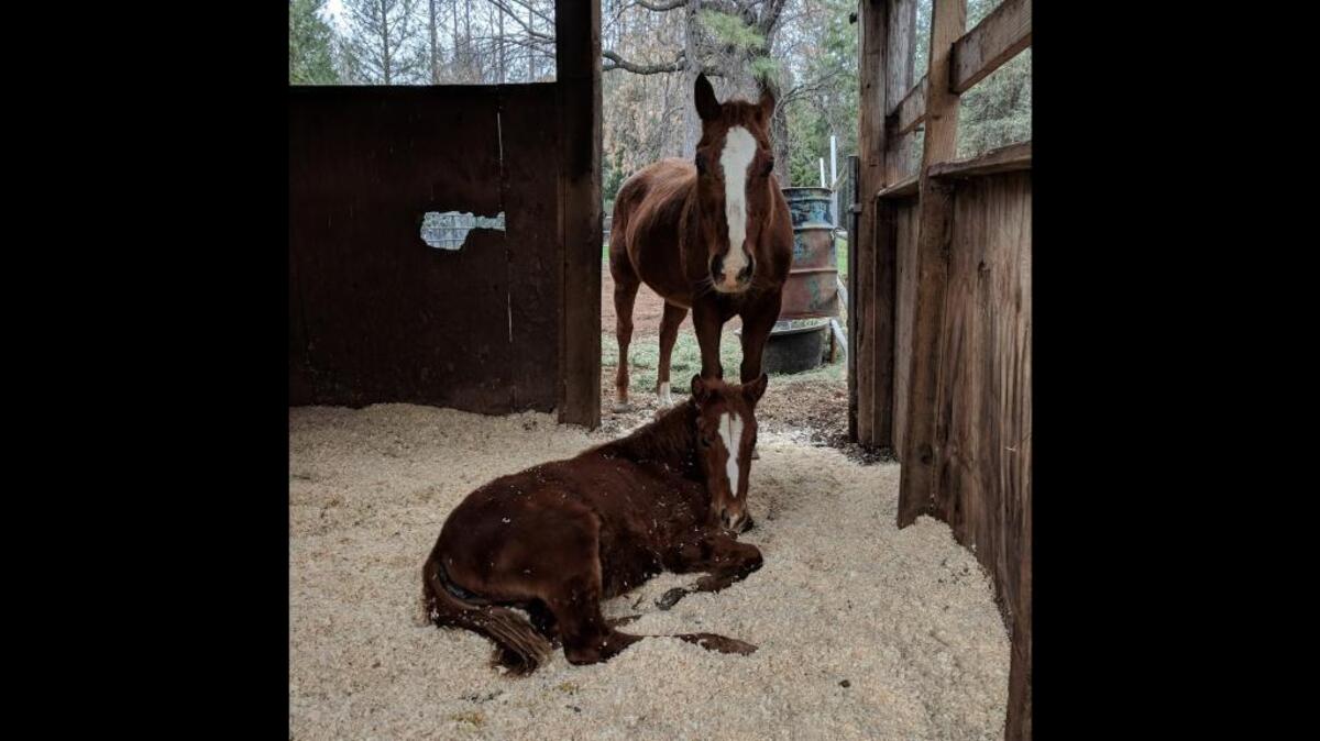 This mare and her filly were dumped in a field in Sacramento County over the holidays. Bradshaw Animal Shelter and The Medicine Horse Project teamed up to save them.