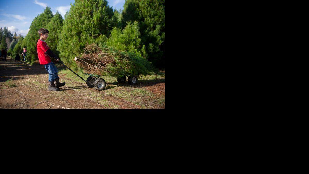 
JJ Campos, 8, pulls his freshly cut Christmas tree out of a grove at Billy’s Farm in Wilton, the state’s only certified organic Christmas tree farm, on Saturday.

