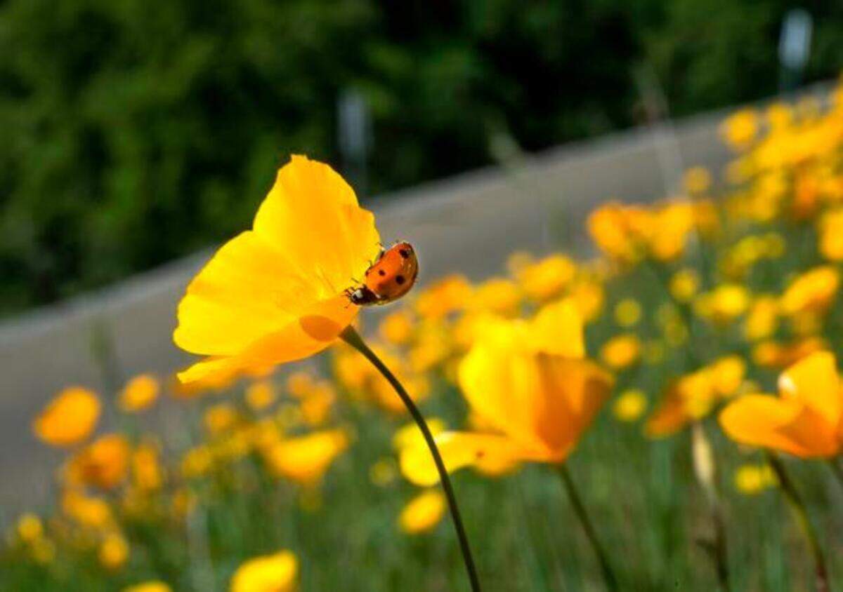 A member of the Coccinellidae family of beetles, commonly known as a ladybug, inspects a Mexican poppy on Bayne Road in Coloma.