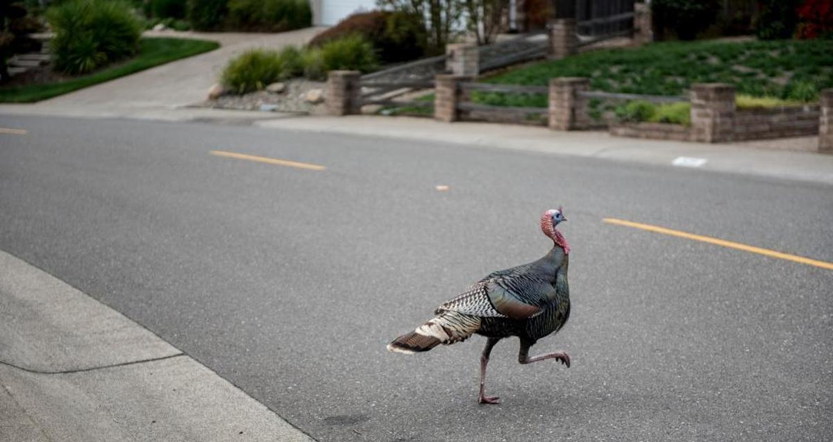 A wild turkey trots across Palmyra Drive near Dymico Court in Fair Oaks in 2016. A mail carrier allegedly attacked a wild turkey days earlier.