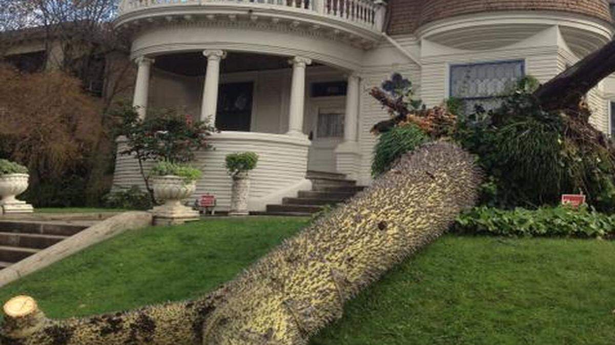 
The midtown-favorite floss silk tree that collapsed in Thursday’s storm may have been the only Central Valley example of a Ceiba Speciosa, said Warren Roberts, superintendent emeritus of the UC Davis Arboretum.
