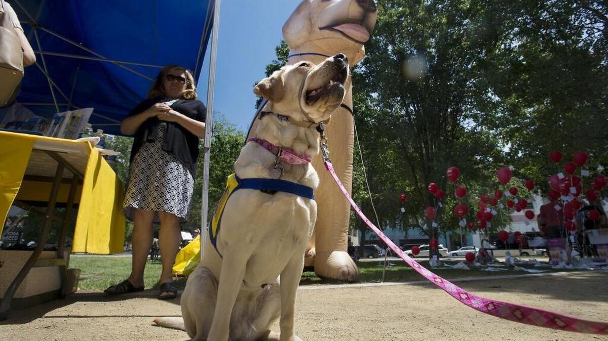 A labrador/golden retreiver mix named "Stephie" sits obediently beneath an oversized inflatable dog at an exhibit of the Canine Companions for Independence during The Big Day of Giving event at Cesar Chavez Park in Sacramento on Tuesday, May 5, 2015.