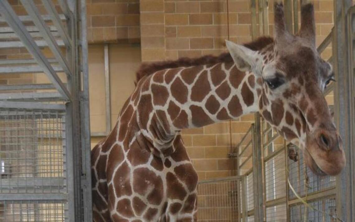 A 14-foot-tall arthritis patient receives treatment at the Sacramento Zoo