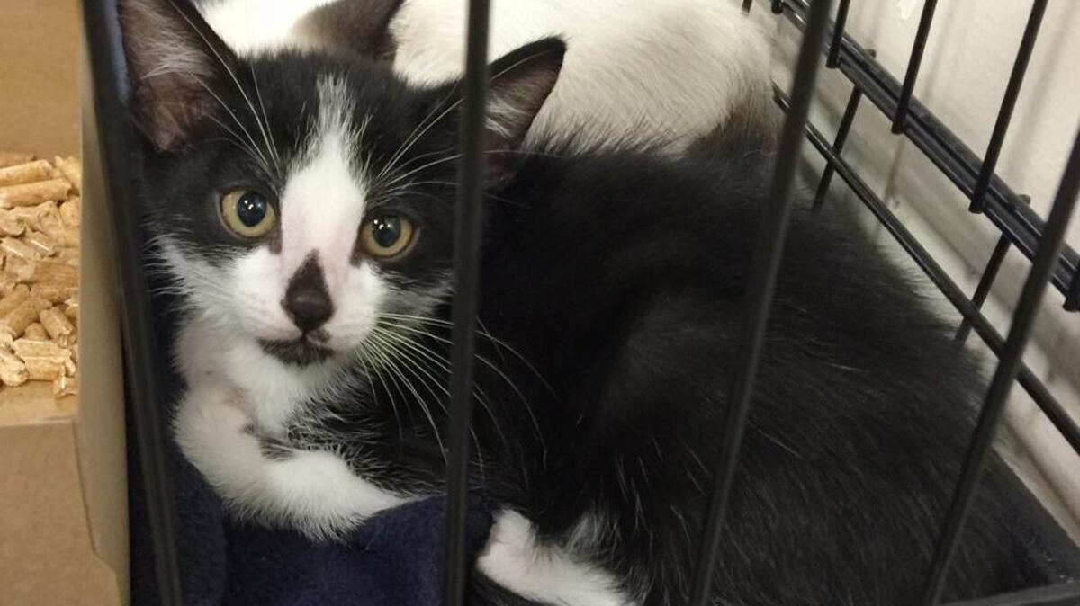 
A cat awaits adoption at Sacramento County’s Bradshaw Animal Shelter.
