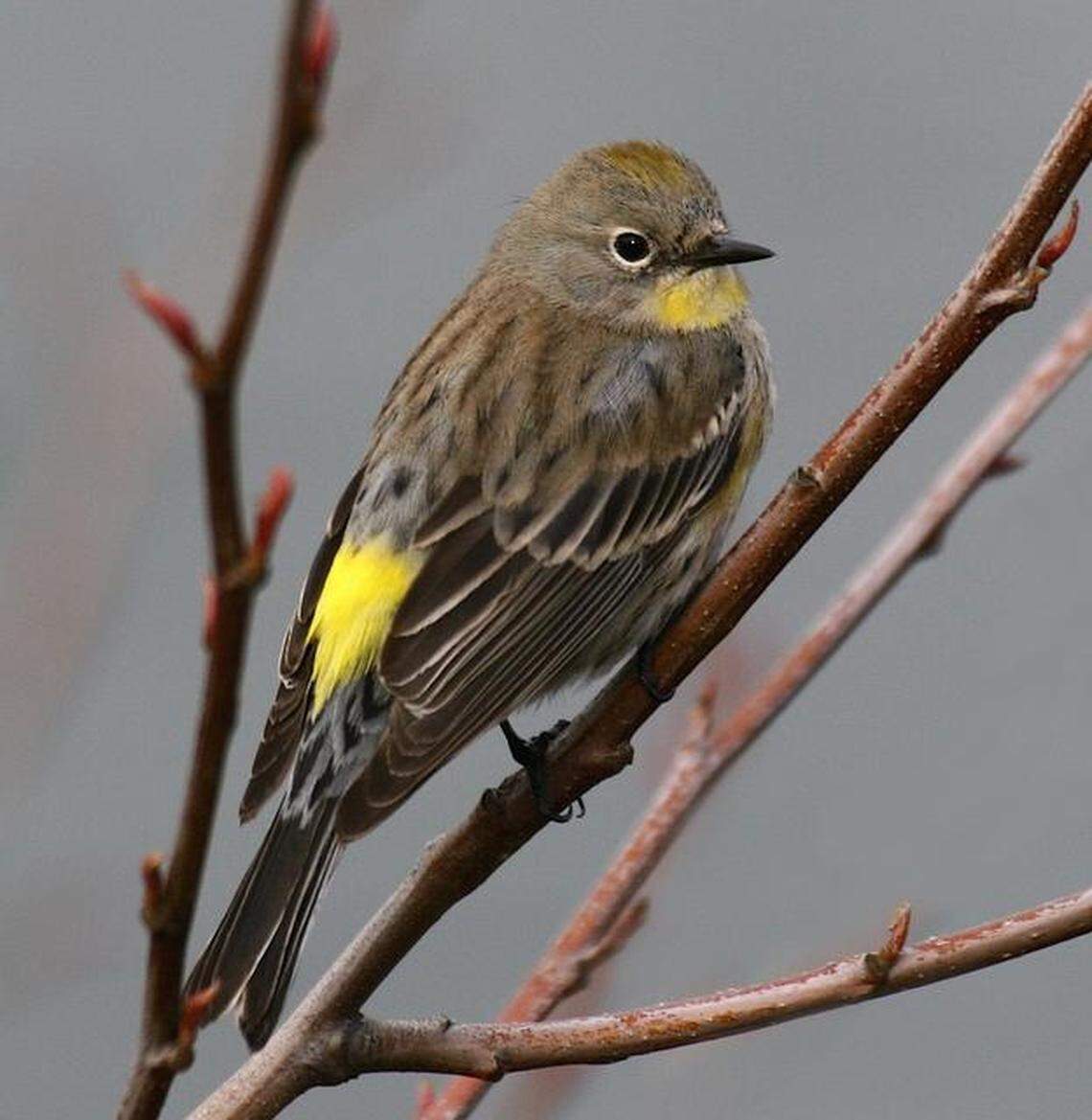 The Yellow-rumped Warbler is a hardy species that winters in our area gleaning not only insects but also berries and small seeds. Nesting in coniferous forests of the Sierra and regions to the north, it comes back to our back yards, parks, and nearly every available habitat to spend the winter months. A very successful species, they will forage both the ground as well as trees and shrubs. As spring approaches, the species acquires a brighter, more vibrant breeding plumage before departing during the month of April.
