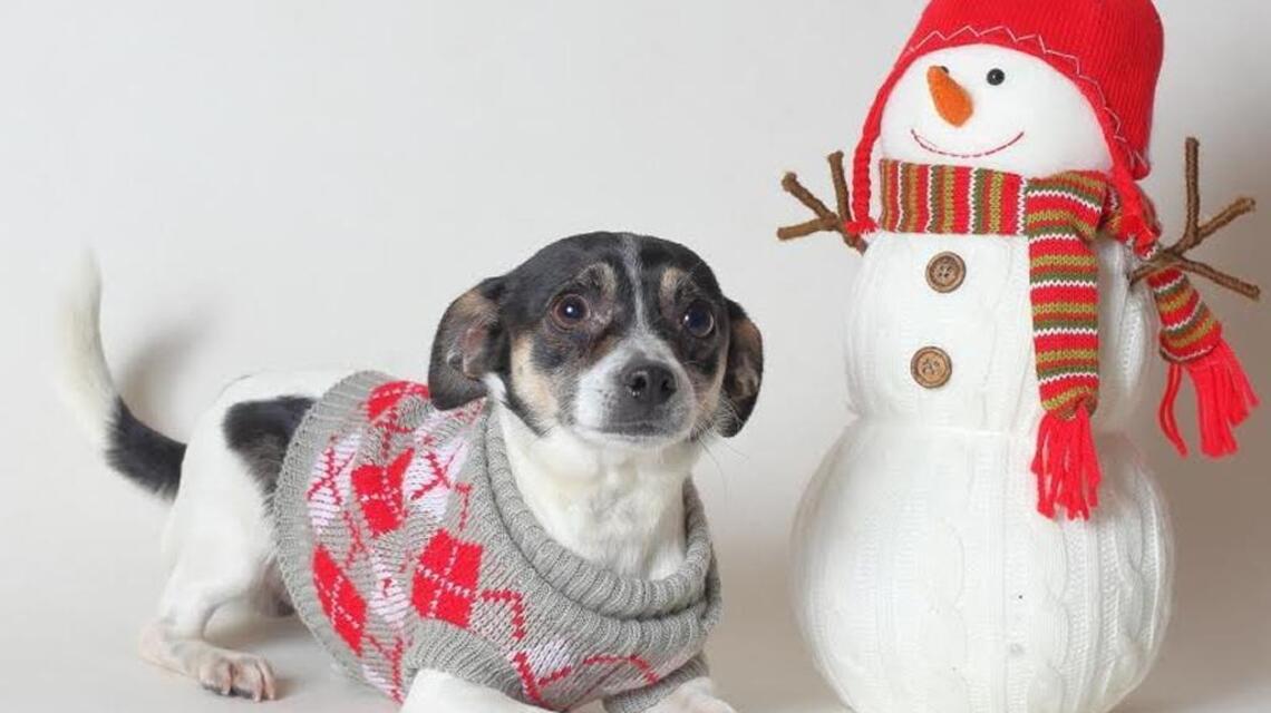 Business to pick up tab for December pet adoptions at El Dorado County shelters