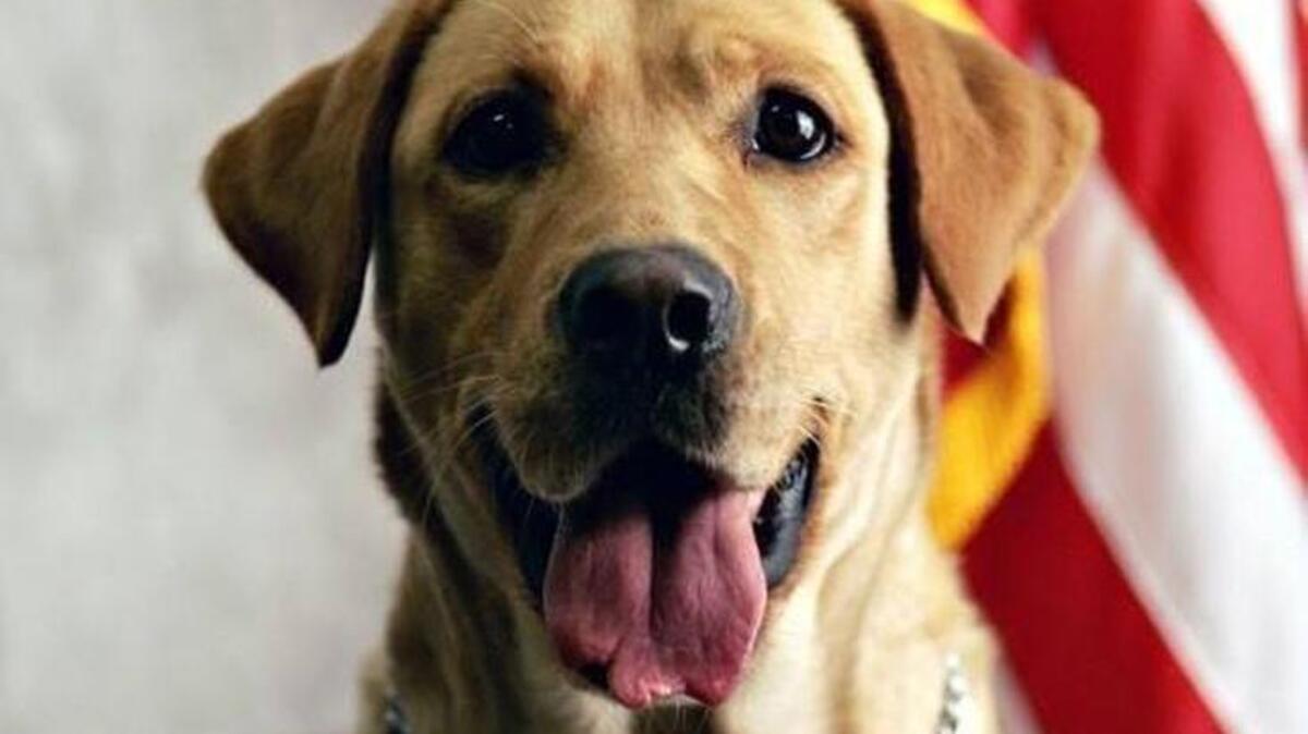 Radar, a narcotics K9, who joined the Elk Grove Police Department in 2004, died Saturday, Dec. 30, 2018.