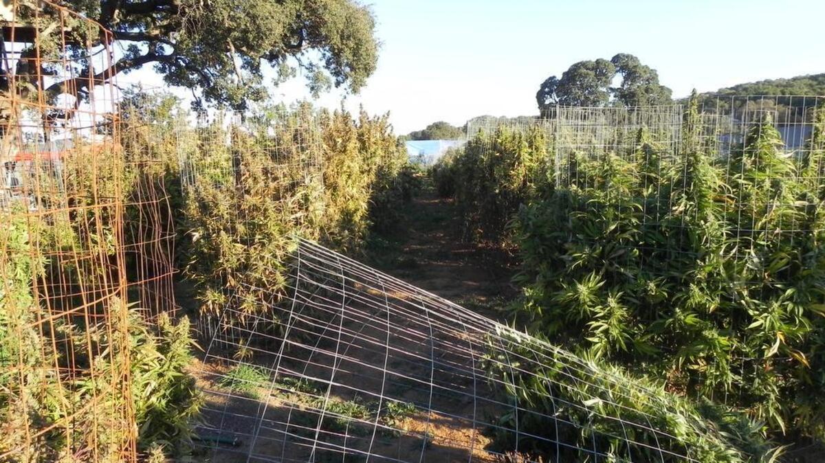 About 200 marijuana plants were found