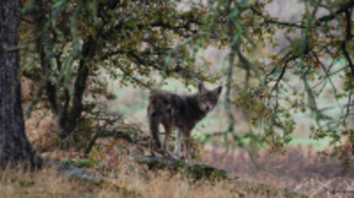 A coyote that has been seen hanging out in Roseville’s Maidu Regional Park has prompted calls to police, but city officials say the animal appears to pose not threat to humans.