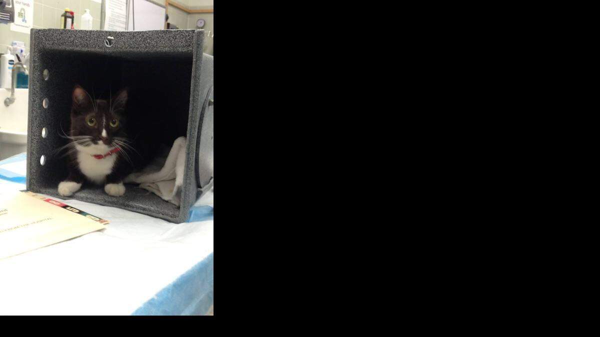 
Whitney Engler’s cat named Chique is safe.
