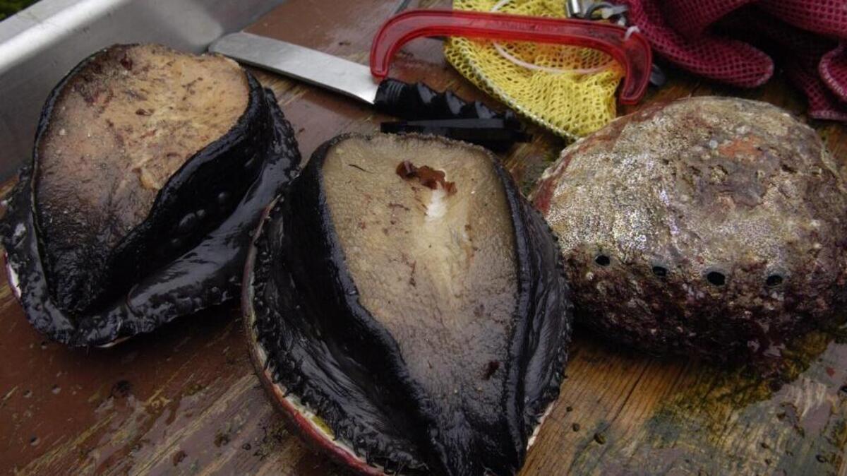 Wild abalone is somewhat of a rarity in Sacramento restaurants, but the expensive mollusc is considered a delicacy by many.